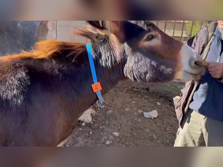 Esel Stute 1 Jahr Rappe in BERGA, BARCELONA