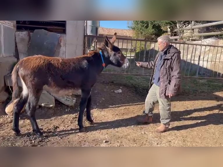 Esel Stute 1 Jahr Rappe in BERGA, BARCELONA