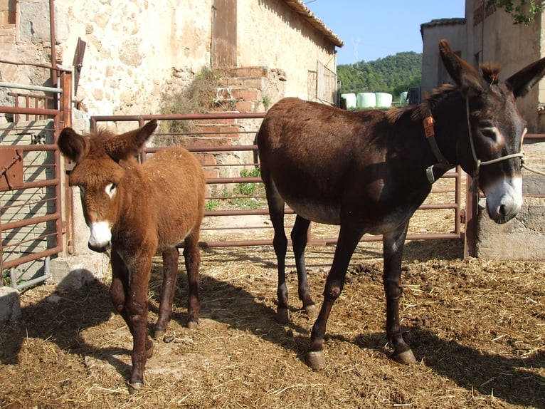 Esel Stute 20 Jahre 145 cm Rappe in BERGA, BARCELONA