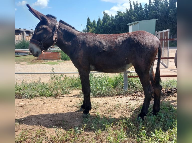 Esel Stute 2 Jahre 152 cm Rappe in BERGA, BARCELONA