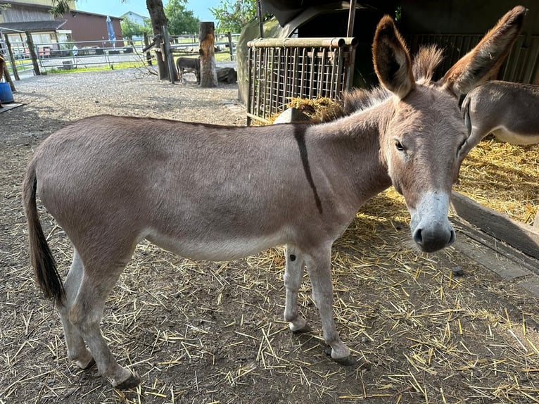 Esel Stute 2 Jahre 98 cm in Diepoldsau