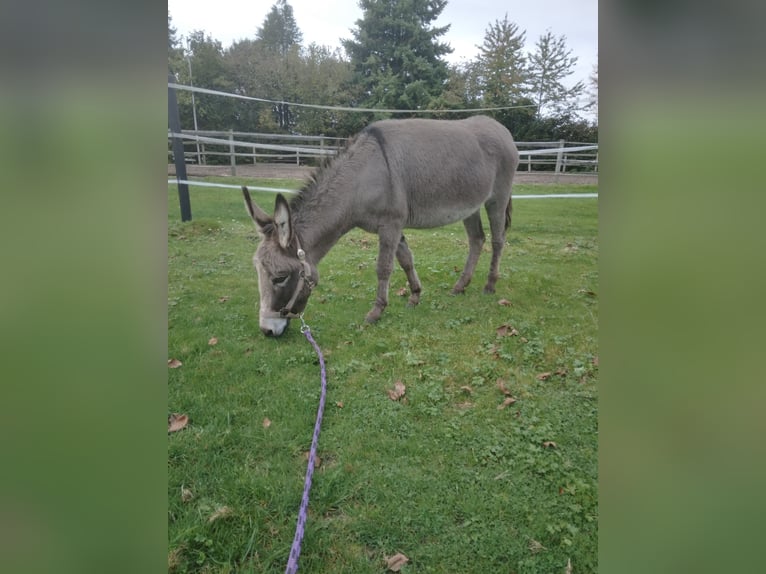 Esel Mix Stute 3 Jahre 120 cm Blauschimmel in Bad Oeynhausen