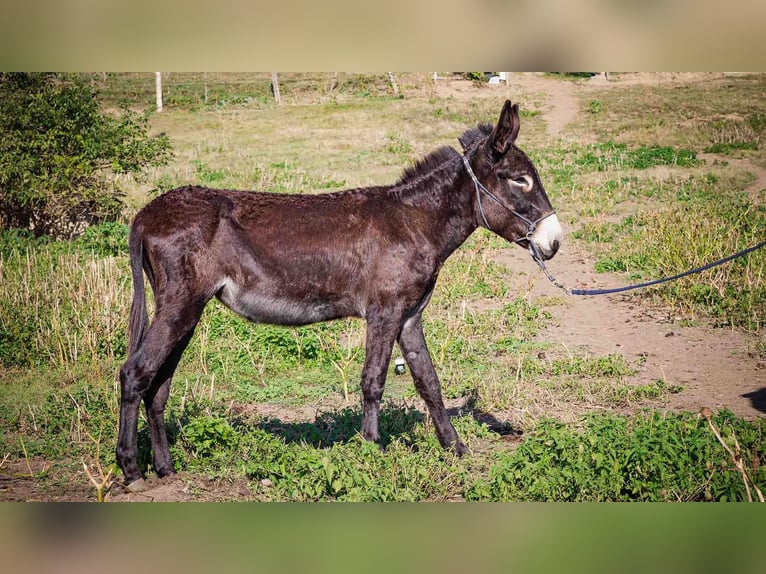 Esel Stute 4 Jahre 135 cm Dunkelbrauner in Sancraiu de Mureș