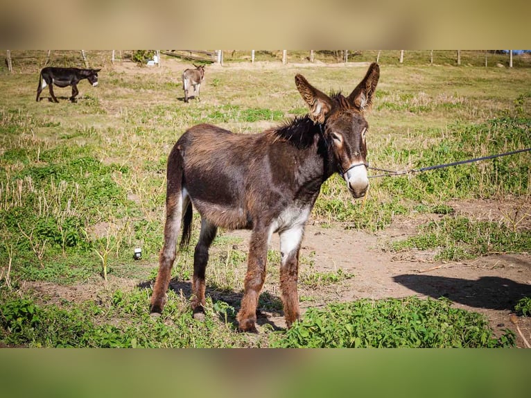 Esel Stute 4 Jahre 135 cm Dunkelbrauner in Sancraiu de Mureș
