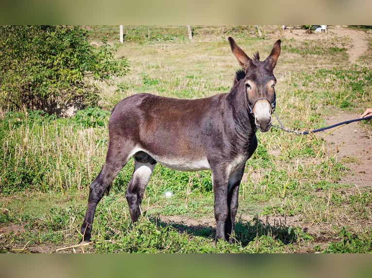 Esel Stute 4 Jahre 135 cm Dunkelbrauner in Sancraiu de Mureș