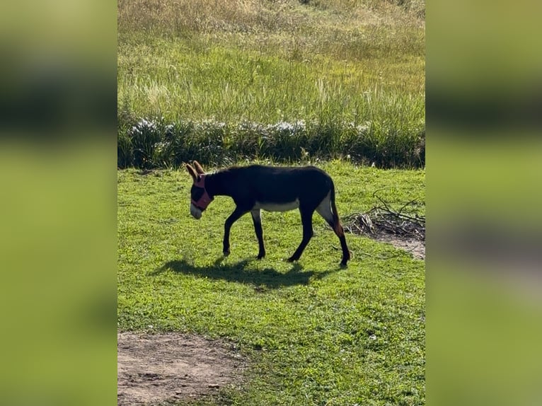 Esel Stute 4 Jahre 140 cm Schwarzbrauner in Pfronten