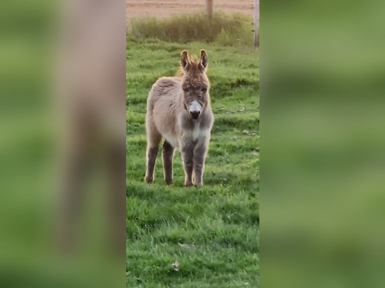 Esel Stute 5 Jahre 100 cm Brauner in Reken