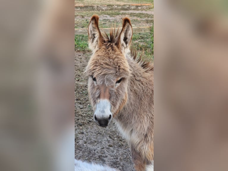 Esel Stute 5 Jahre 100 cm Brauner in Reken