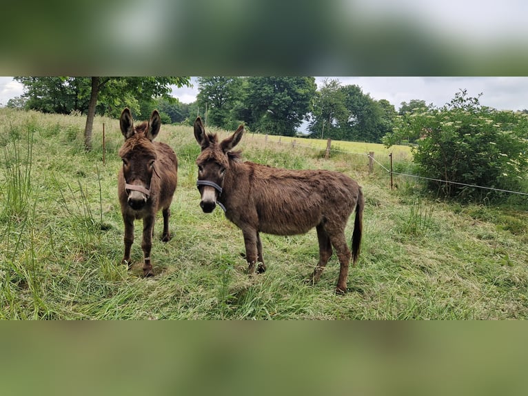 Esel Stute 5 Jahre 100 cm Brauner in Reken