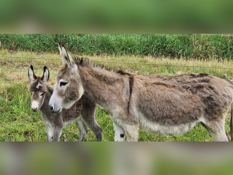 Esel Stute 5 Jahre 100 cm Brauner in Reken