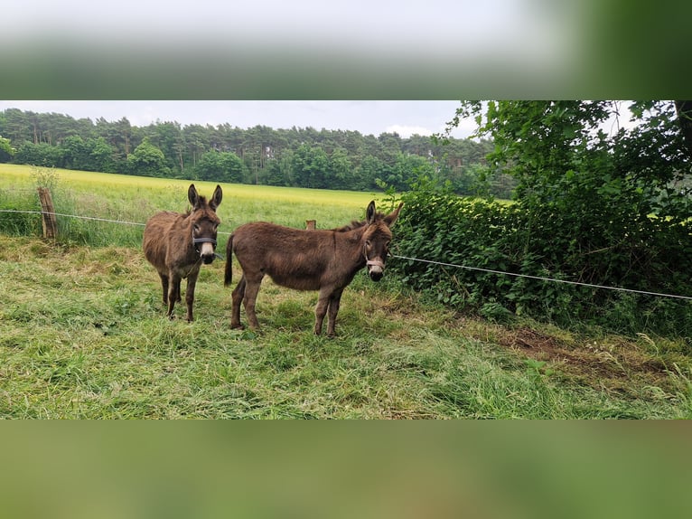 Esel Stute 5 Jahre 100 cm Brauner in Reken
