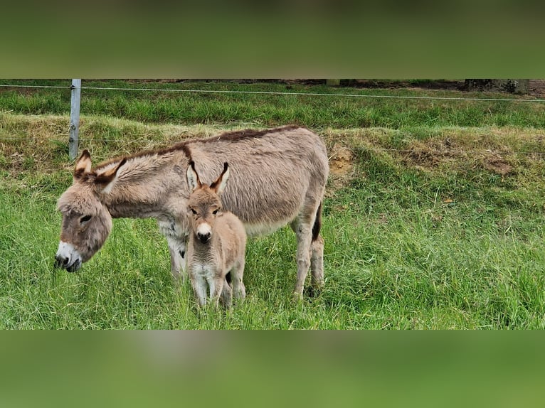 Esel Stute 5 Jahre 100 cm Brauner in Reken