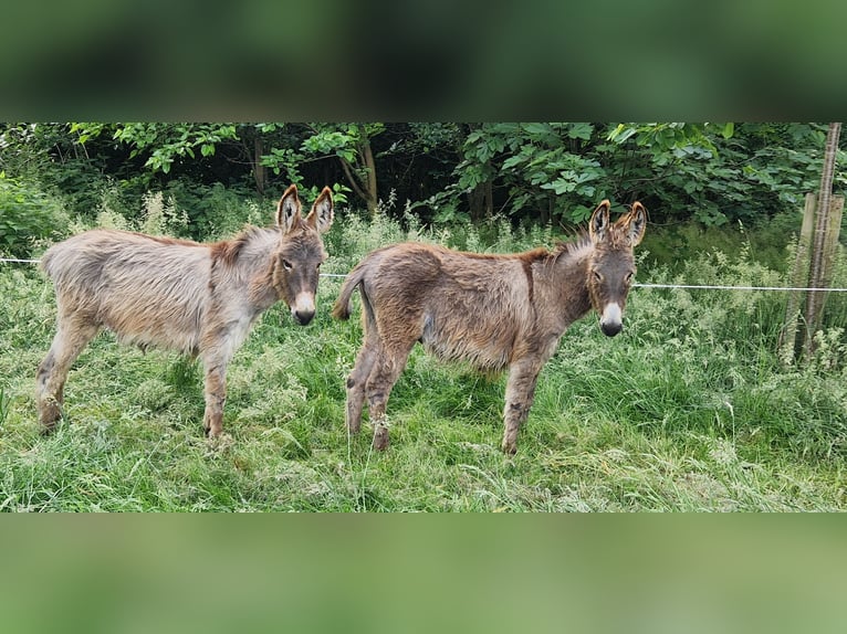 Esel Stute 5 Jahre 100 cm Brauner in Reken