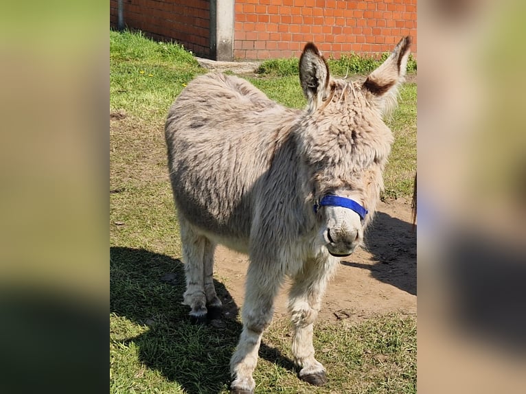Esel Stute 5 Jahre 100 cm Brauner in Reken