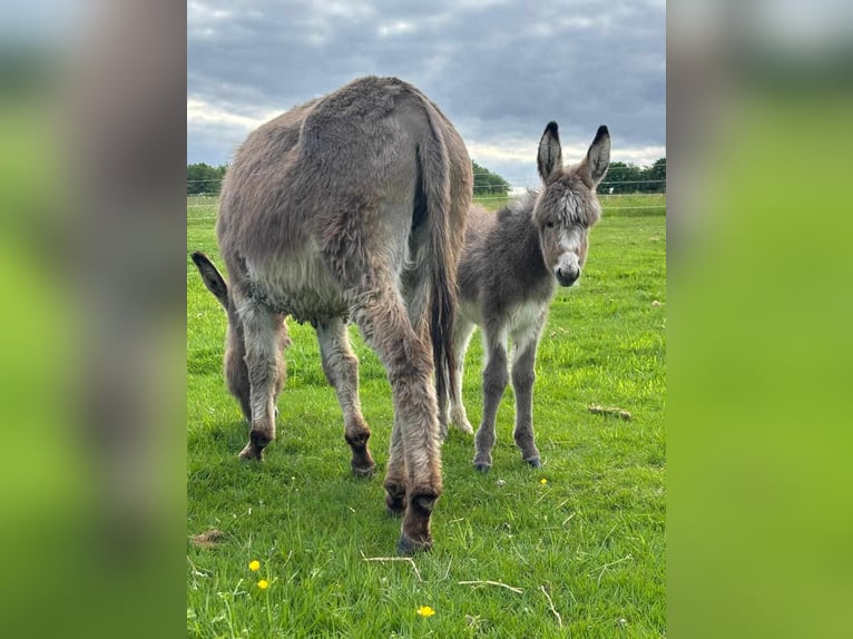 Esel Stute 5 Jahre 110 cm Grullo in Linkenbach