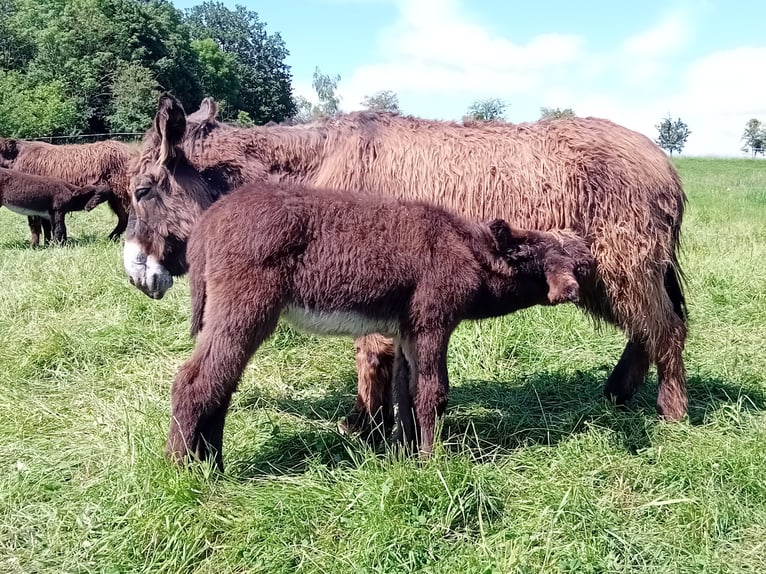 Esel Stute 5 Jahre 130 cm Hellbrauner in Malzy