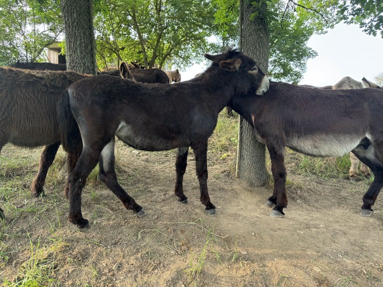Esel Stute 5 Jahre 138 cm Dunkelbrauner in Bornich