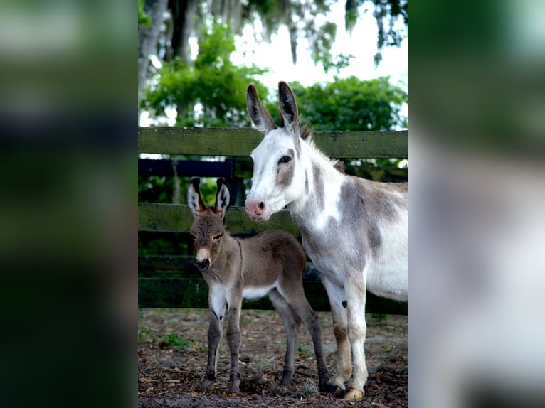 Esel Stute 5 Jahre 94 cm Schecke in Ocala, FL