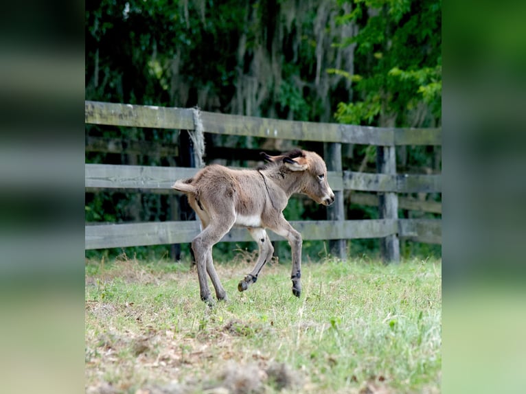 Esel Stute 5 Jahre 94 cm Schecke in Ocala, FL