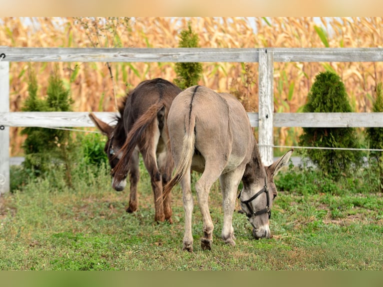 Esel Stute 6 Jahre 125 cm Falbe in radziejów