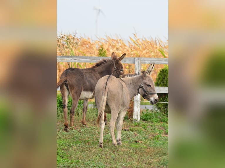 Esel Stute 6 Jahre 125 cm Falbe in radziejów