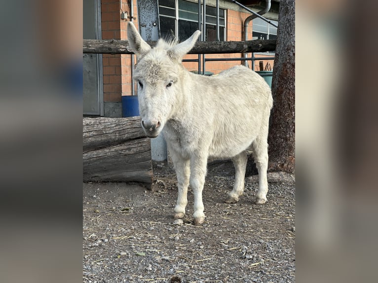 Esel Stute 6 Jahre 80 cm Schimmel in Diepoldsau