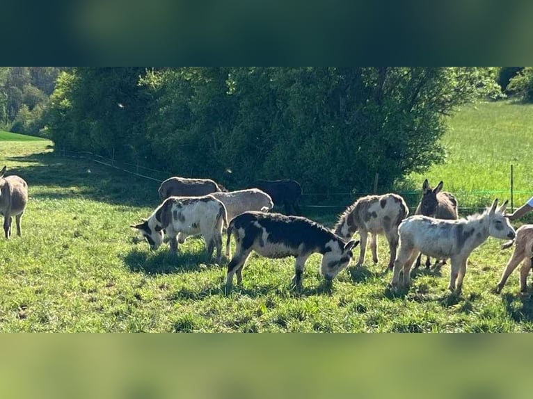 Esel Stute 7 Jahre 105 cm Schecke in Linkenbach