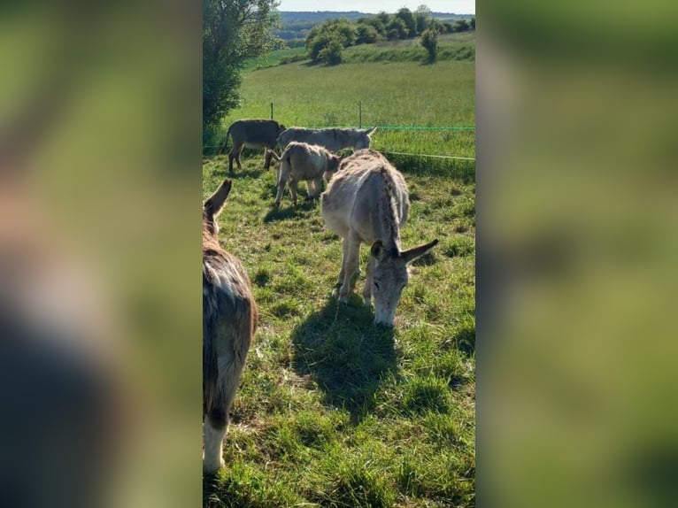Esel Stute 7 Jahre 105 cm Schecke in Linkenbach