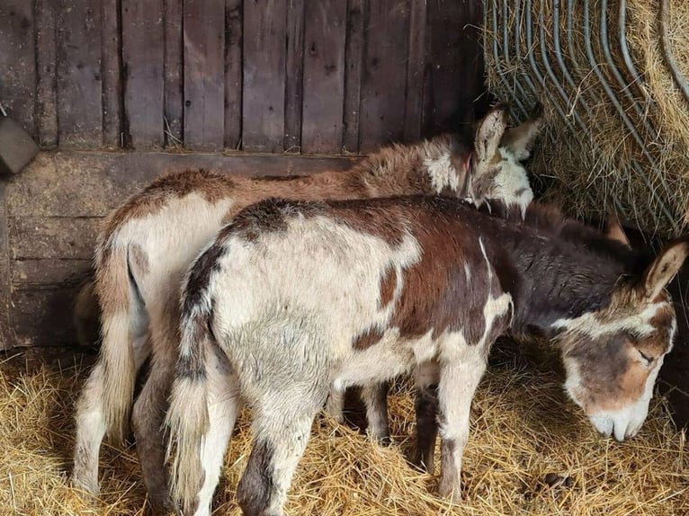 Esel Stute 7 Jahre 105 cm Schecke in Linkenbach