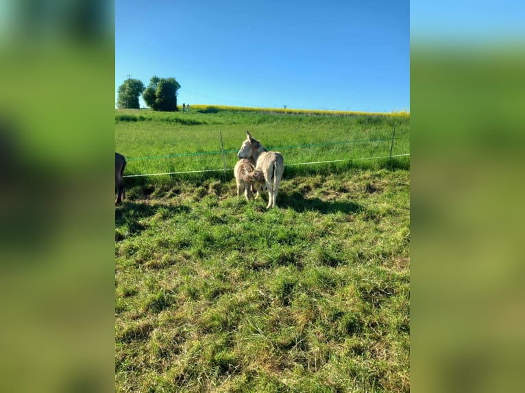 Esel Stute 7 Jahre 105 cm Schecke in Linkenbach