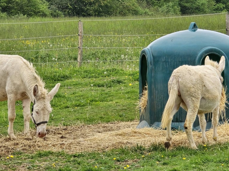 Esel Stute 7 Jahre 130 cm Cremello in Linkenbach
