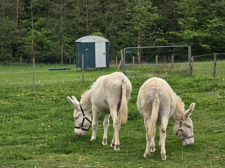 Esel Stute 7 Jahre 130 cm Cremello in Linkenbach