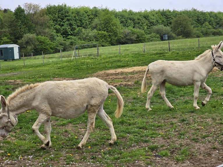 Esel Stute 7 Jahre 130 cm Cremello in Linkenbach
