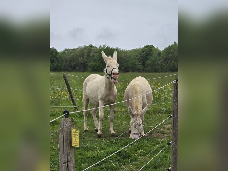 Esel Stute 7 Jahre 130 cm Cremello in Linkenbach