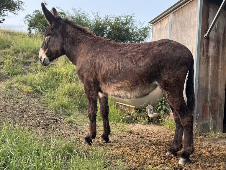 Esel Stute 7 Jahre 155 cm Dunkelbrauner in Bornich