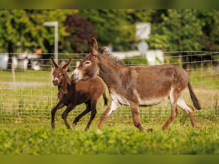 Esel Stute Fohlen (05/2025) 80 cm Brauner in &#xDC;bersee