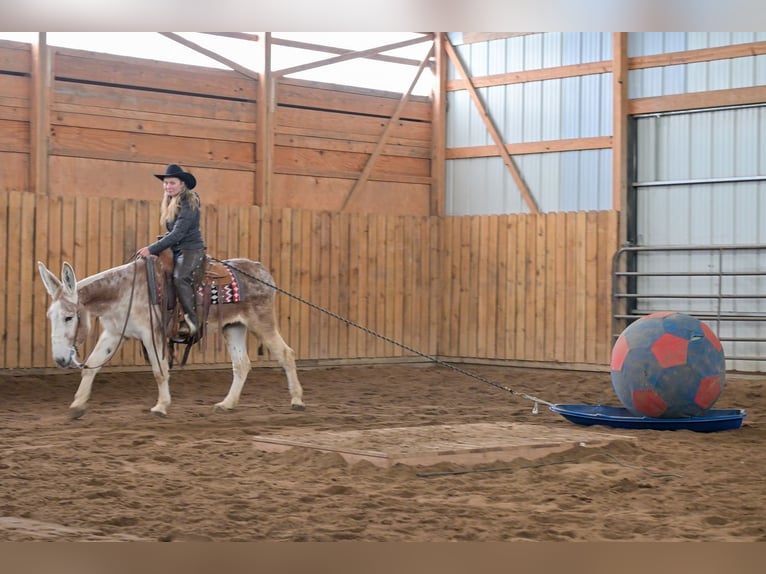 Esel Wallach 10 Jahre 147 cm Roan-Red in Hastings