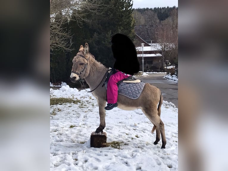 Esel Wallach 18 Jahre 105 cm Hellbrauner in Bad Saulgau