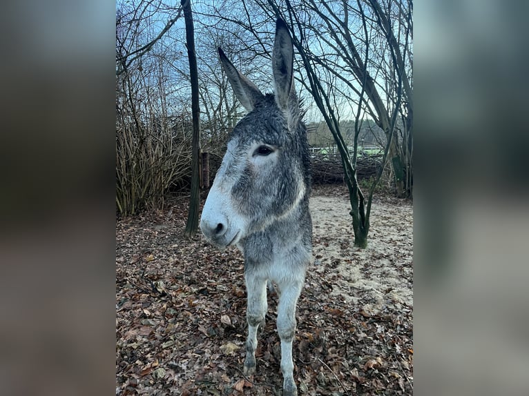 Esel Wallach 3 Jahre 128 cm Braunfalbschimmel in Weste