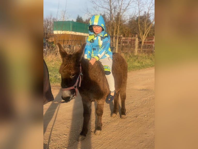 Esel Wallach 4 Jahre 120 cm Dunkelbrauner in Rechnitz