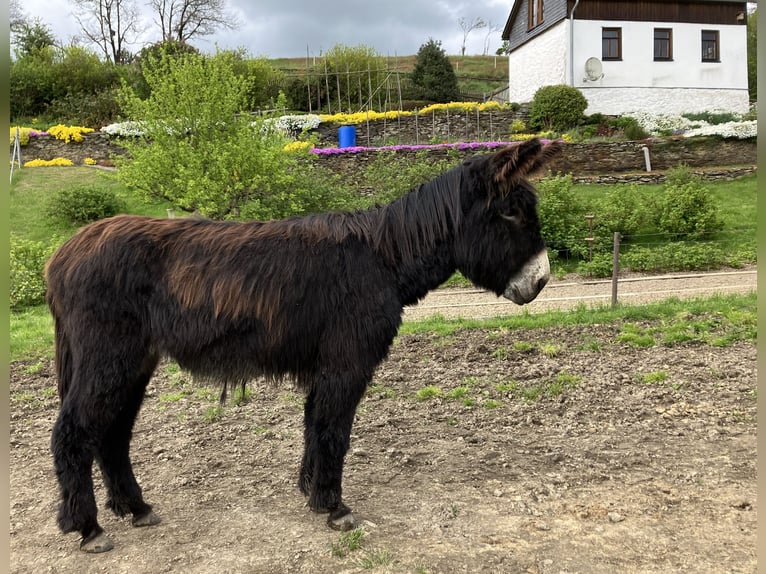Esel Mix Wallach 6 Jahre 138 cm Brauner in Bornich