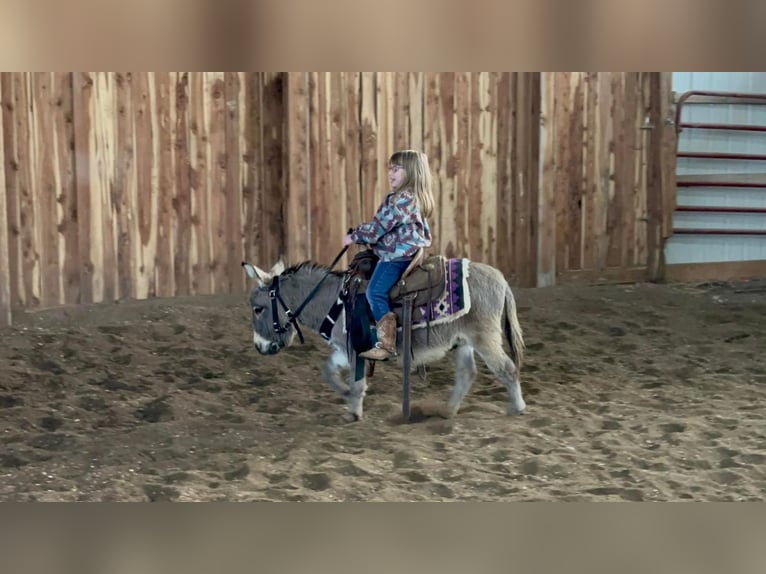 Esel Wallach 8 Jahre 81 cm Schimmel in Valley Springs, SD