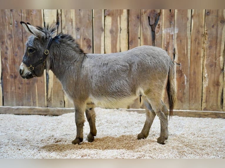 Esel Wallach 8 Jahre 81 cm Schimmel in Valley Springs, SD