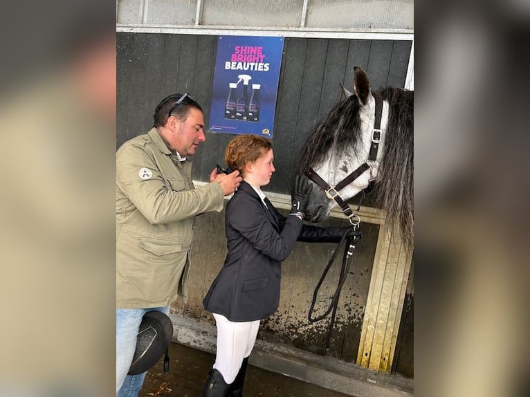 Espabilado De Centurion PRE Ogier Siwa in Ieper