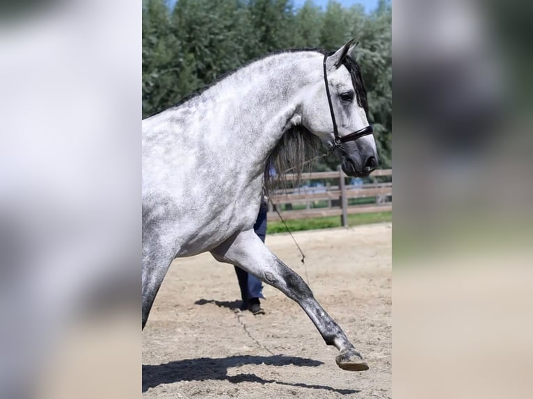 Espabilado De Centurion PRE Stallion Gray in Ieper