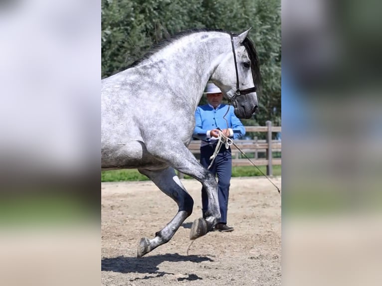 Espabilado De Centurion PRE Stallion Gray in Ieper
