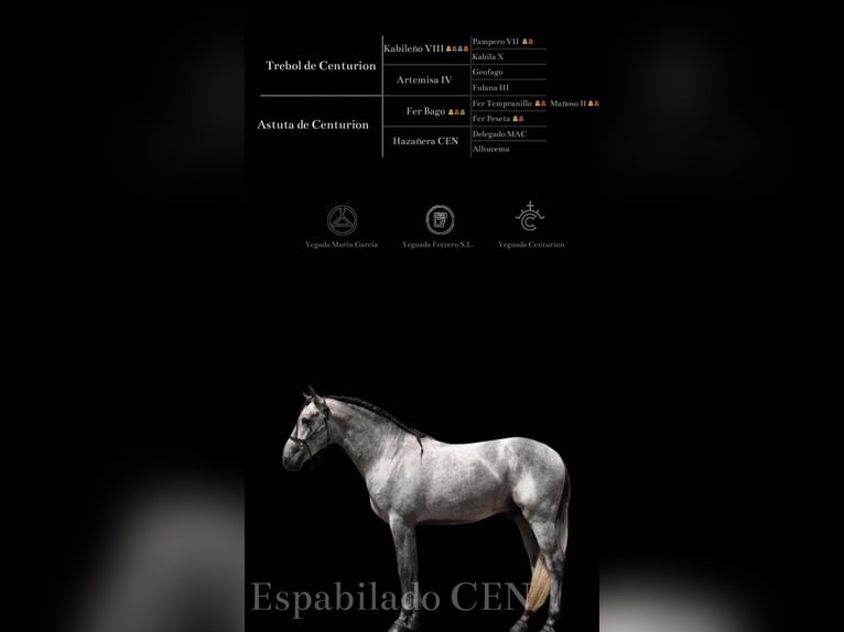 Espabilado De Centurion PRE Stallion Gray in Ieper