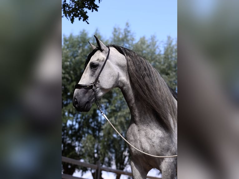 Espabilado De Centurion PRE Stallion Gray in Ieper