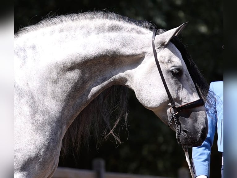 Espabilado De Centurion PRE Stallion Gray in Ieper