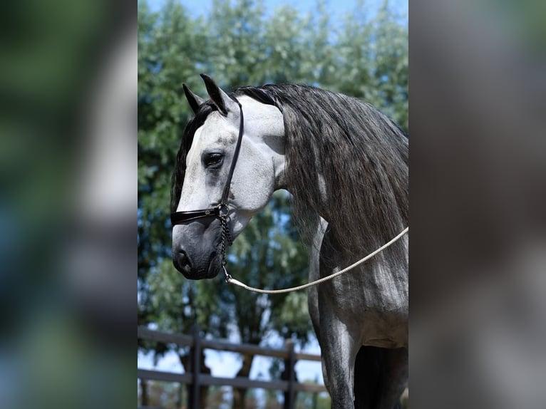 Espabilado De Centurion PRE Stallion Gray in Ieper